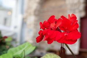 rood bloem pelargonium geranium fabriek bloem detailopname foto