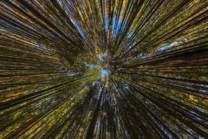 naar boven visie in herfst pijnboom Woud Bij Doorzichtig dag licht met ultra breed hoek rechthoekig lens foto