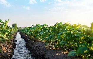 water stromen door de aardappel plantage. gieter en zorg van de Bijsnijden. oppervlakte irrigatie van gewassen. Europese landbouw. het verstrekken van boerderijen en agro-industrie met water bronnen. landbouw. agronomie. foto