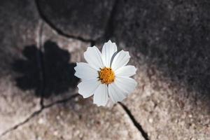 bloem groeit in steen scheur, licht en schaduw foto