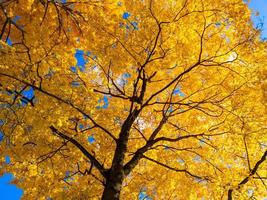 herfst levendig geel esdoorn- boom Aan blauw lucht achtergrond - vol kader naar boven visie van hieronder foto