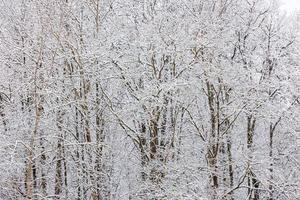 bevroren bomen gedekt met sneeuw Bij bewolkt winter dag, vol kader achtergrond foto