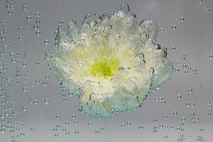 wit chrysant bedekken door lucht bubbels foto