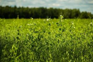 groen agrarisch erwten veld- detailopname met selectief focus achtergrond en lens vervagen foto