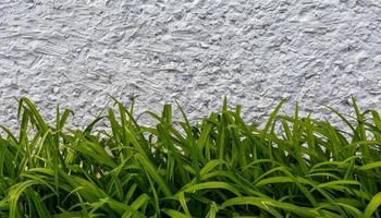 abstract achtergrond van dag lilly groen bladeren en wit beton foto