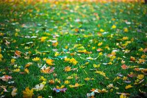 herfst esdoorn- bladeren Aan groen gras achtergrond foto