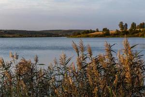 phragmites australis, gemeenschappelijk riet - dicht struikgewas in de daglicht, meer landschap in de wazig achtergrond foto