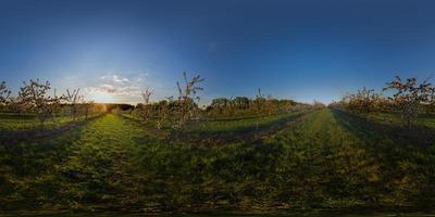 zonsondergang in appel tuin bolvormig panorama foto