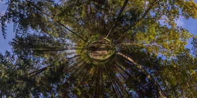 hyperbolisch weinig planeet projectie van bolvormig panorama in zonnig herfst dag in pijnboom Woud met blauw lucht foto