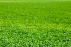 horizonloos en randloos groen veld- agrarisch achtergrond met selectief focus en vervagen foto