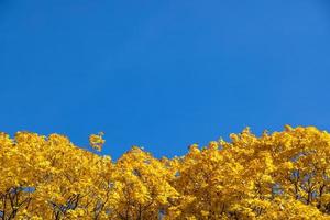 geel esdoorn- bomen Aan Doorzichtig blauw lucht achtergrond foto