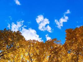 geel esdoorn- bomen Aan Doorzichtig blauw lucht achtergrond foto