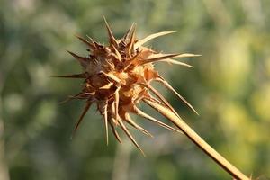 melk distel groeit in een Woud opruimen. foto