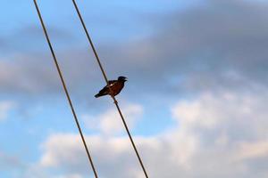 vogelstand zitten Aan draden draag- elektriciteit. foto