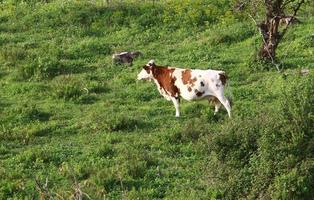 een kudde van koeien grazen in een Woud opruimen in noordelijk Israël. foto