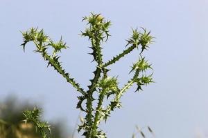 melk distel groeit in een Woud opruimen. foto