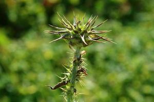 melk distel groeit in een Woud opruimen. foto