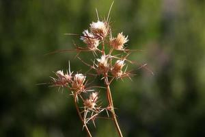 melk distel groeit in een Woud opruimen. foto