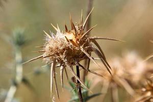 melk distel groeit in een Woud opruimen. foto