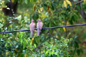 vogelstand zitten Aan draden draag- elektriciteit. foto