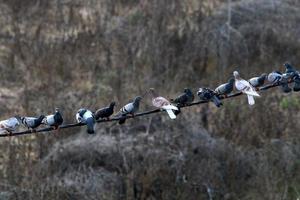 vogelstand zitten Aan draden draag- elektriciteit. foto