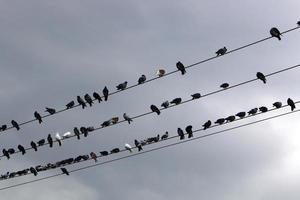 vogelstand zitten Aan draden draag- elektriciteit. foto