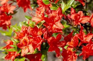 geweldig bloem - rododendron foto