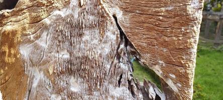 natuurlijk esthetisch hout met hout graan Aan de ruw voorkant foto