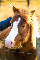 IJslands paard leven in boerderij foto