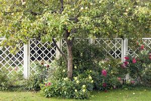 fruit boom van appel boom tegen de achtergrond van pergola foto