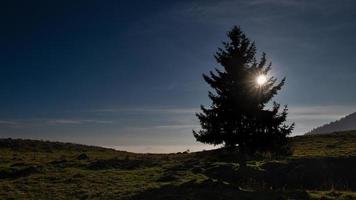 pijnboom boom in een berg weide met de zon foto