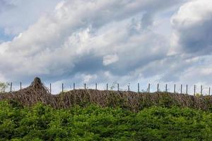 rustiek hek verstrengeld met droog wild druiven met bewolkt lucht in de achtergrond en en struikgewas van brandnetels in de voorgrond foto