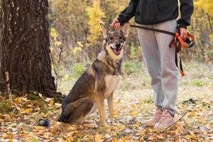 bruin en wit kortharig bastaard- hond is wandelen met haar eigenaar in park in herfst droog het weer. foto