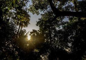 zonlicht zeven door de bladeren van veel bomen foto