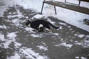 zwart kat loopt naar beneden asfalt in sneeuw. verdwaald dier in tuin. foto