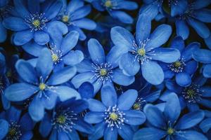 blauw Woud wilde bloemen achtergrond, anemoon lever, Amerikaans levermos, kruid drie-eenheid bloeiend foto