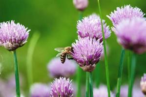 honingbij verzamelen nectar Aan Purper bieslook bloemen, zomer natuur achtergronden foto