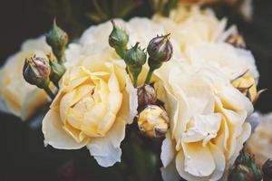 pale geel rozen in de tuin, mooi bloemen voor bloemen achtergrond foto