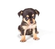 chihuahua pup op witte achtergrond foto