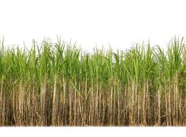 suiker riet geïsoleerd Aan wit achtergrond en knippen pad foto