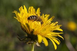 bee binnenkant van een bloem foto