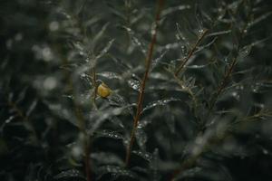 close-up van slak op plant foto