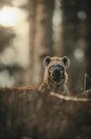 hyena in een bos foto