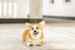 een roodharig corgi hond Aan een wandelen foto