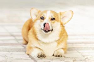 een roodharig corgi hond Aan een wandelen foto