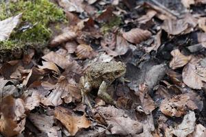 kikker in het bos foto