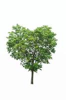 hartvormige boom foto