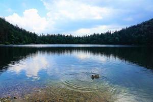 meer in het bos foto