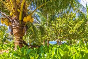 tropisch natuurlijk palm boom kokosnoten blauw lucht in Mexico. foto