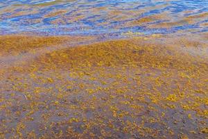 heel walgelijk strand water met rood zeewier sargazo caraïben Mexico. foto